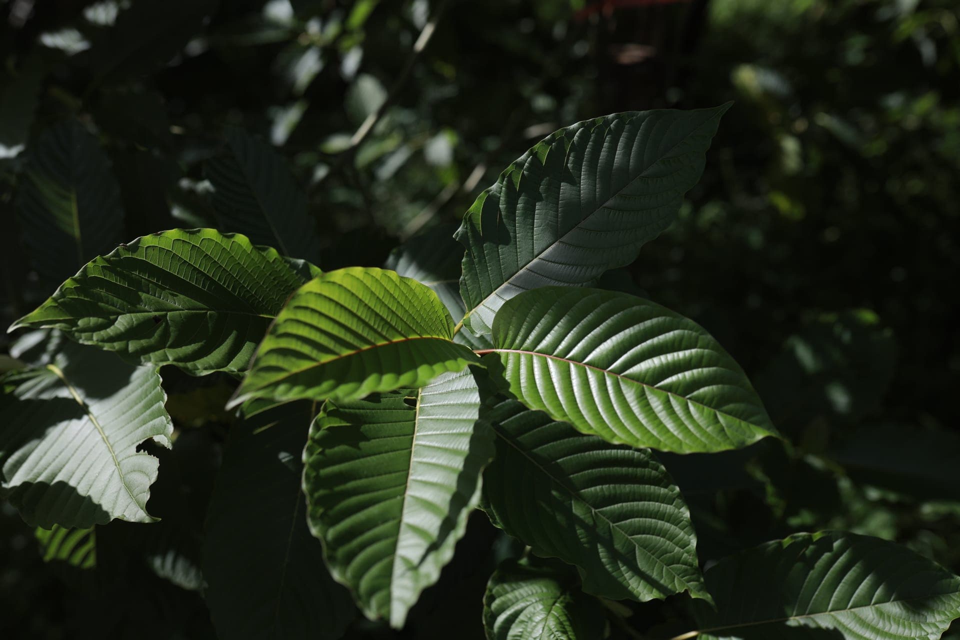 Modern Standards for Thai Kratom Production