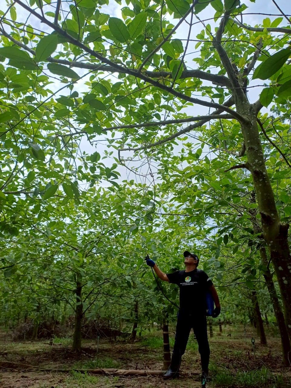 From Traditional Thai Plant to Economic Crop