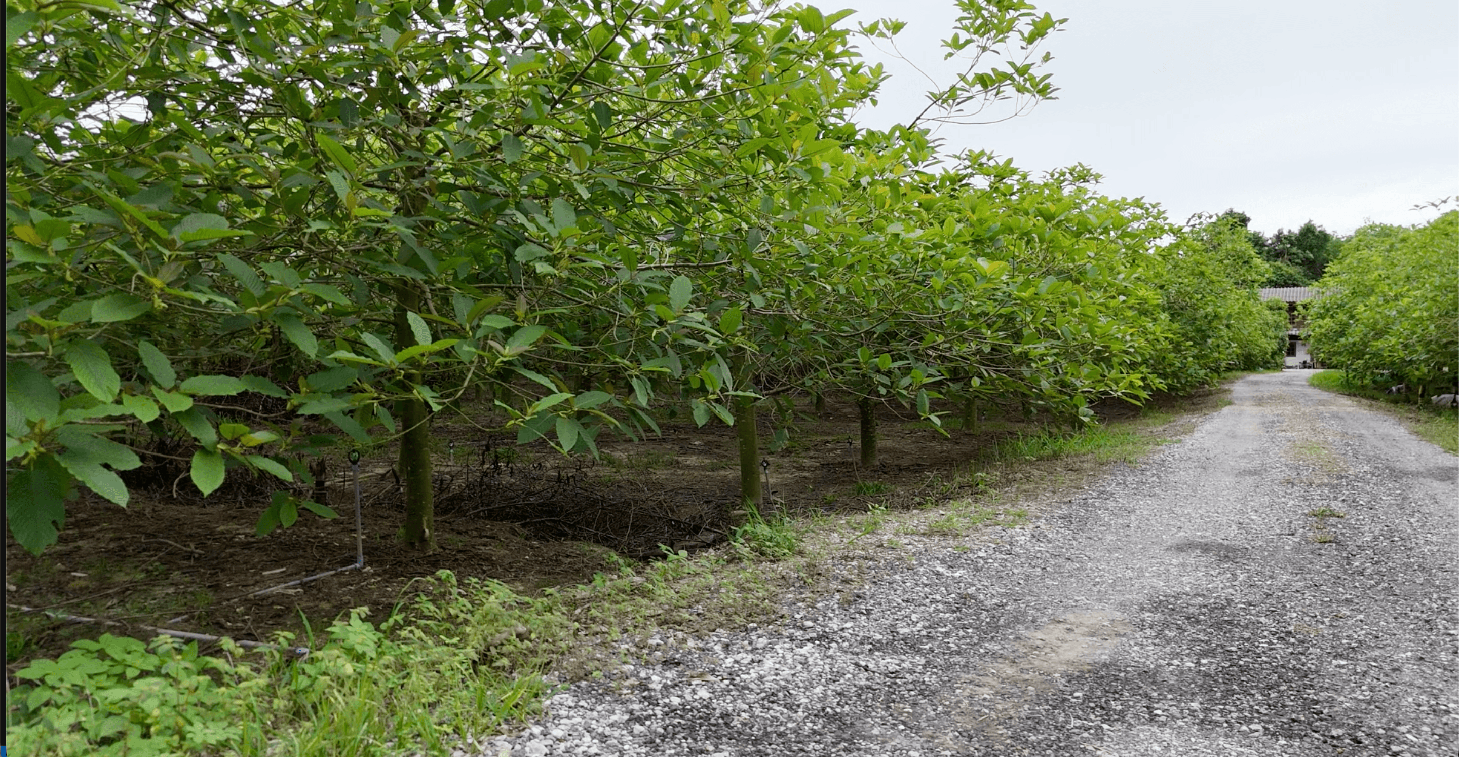Thai Kratom Cultivation and Regional Diversity